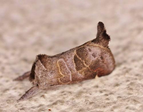 Réf. 337 323 : Clostera pigra